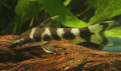 Otocinclus cocama